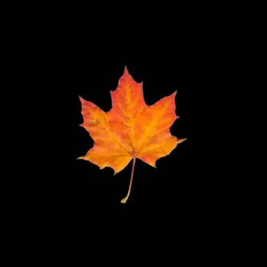 Profile image of 덕개