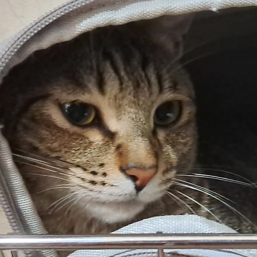 이가을