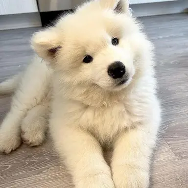 Profile image of 강이