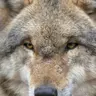 Profile image of 늑대