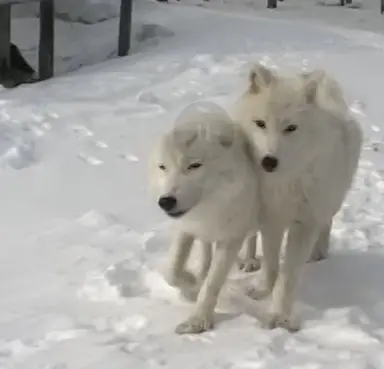 Profile image of 늑대