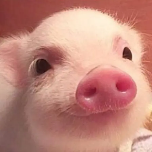 HeavyOx6716의 🐷