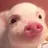 🐷