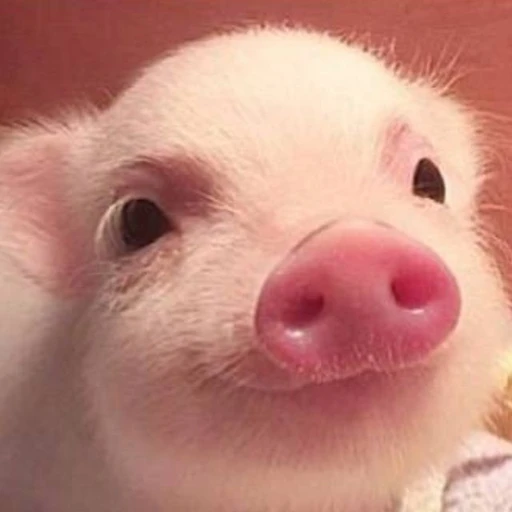 🐷