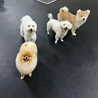 hi_0000의 멍멍 유치원 & 멍멍 학교