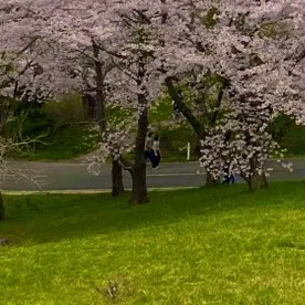 iOkiss의 桜公園へようこそ