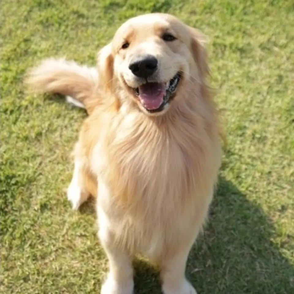 Billionaire의 찹쌀이를 키워주세요- Please