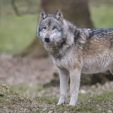 Profile image of 늑대