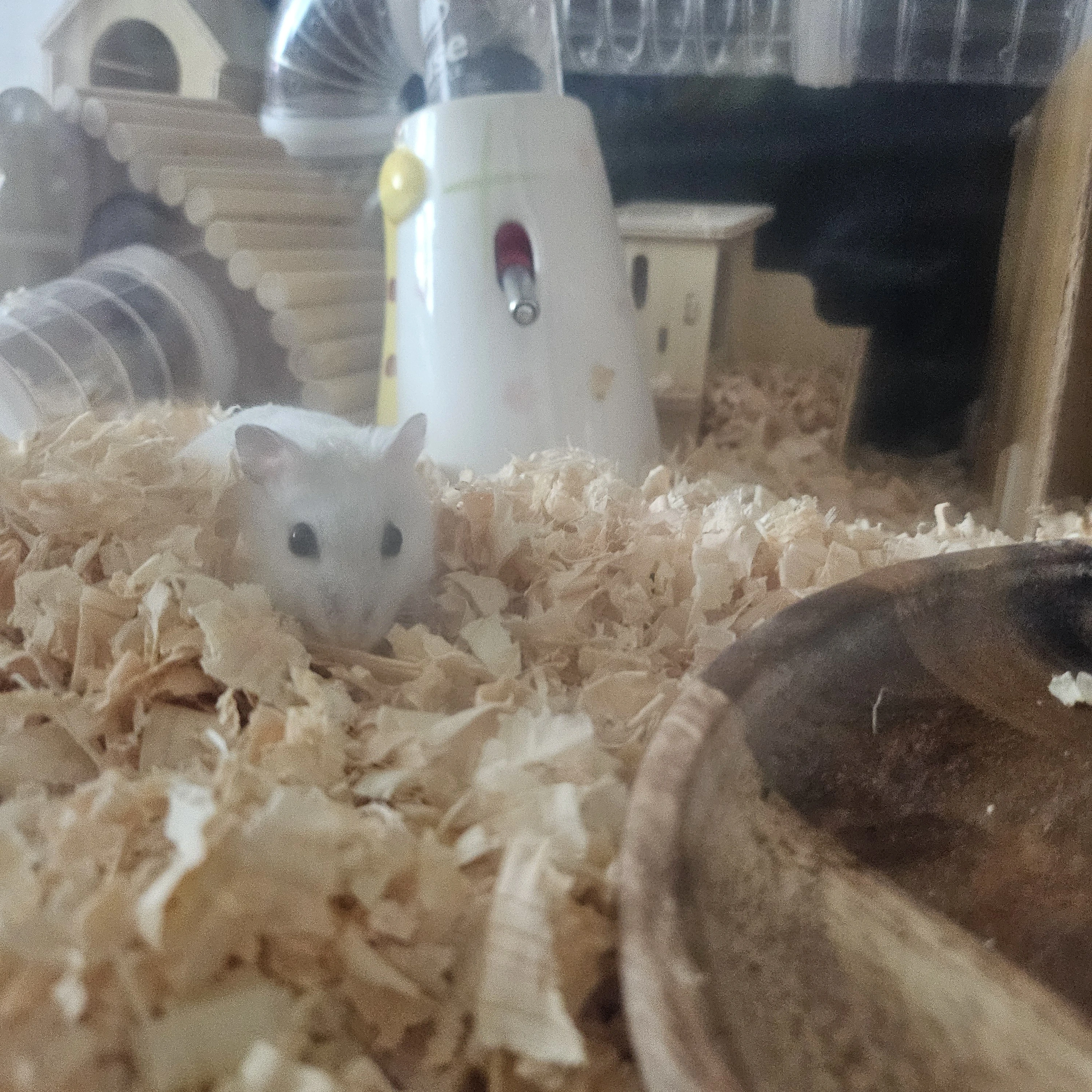김융이