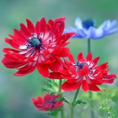 Profile image of 日帝