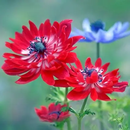 Reika0817의 何でコイツなんかに…！