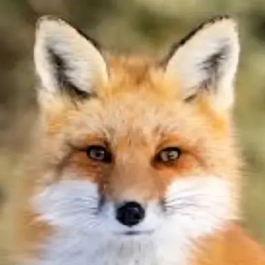 Profile image of 여우