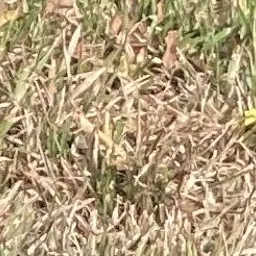 Profile image of 덕개