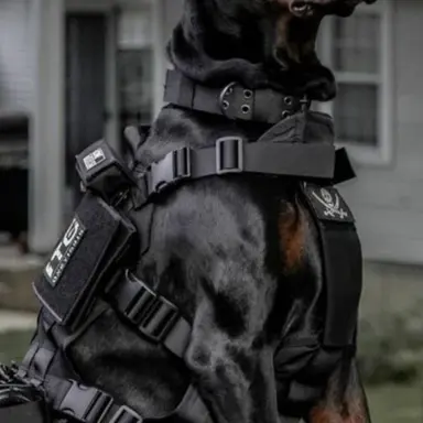 Profile image of Knox