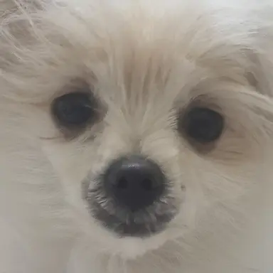 Profile image of 제미니