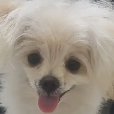 Profile image of 오뉴