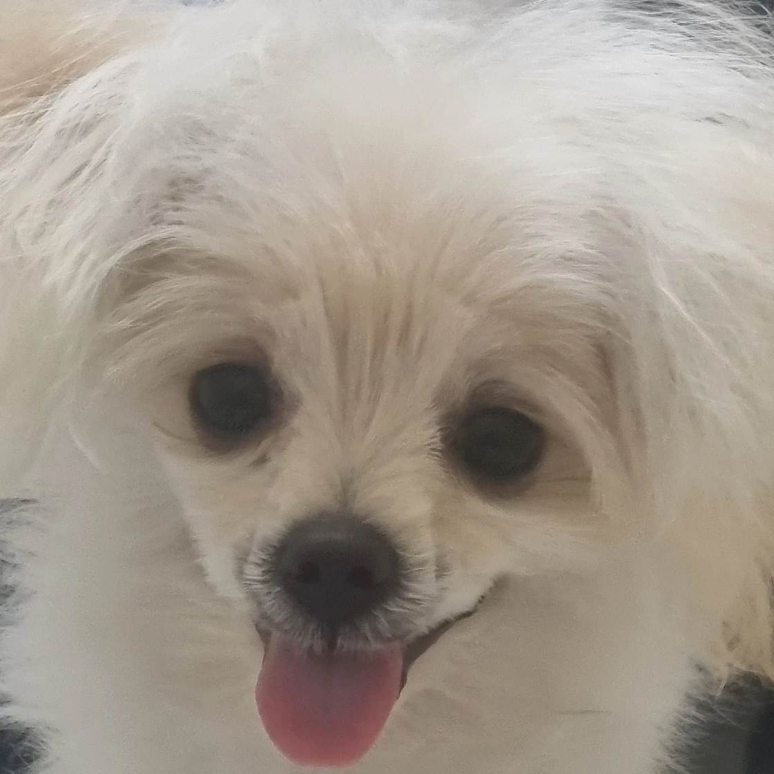 오뉴