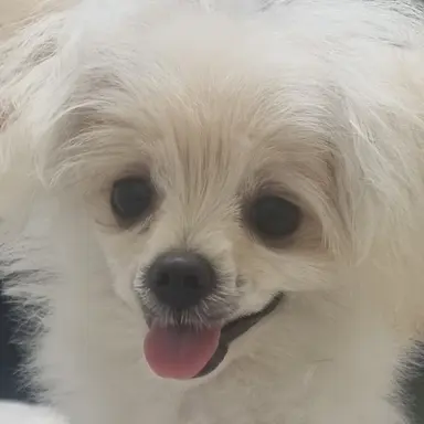 Profile image of 리온