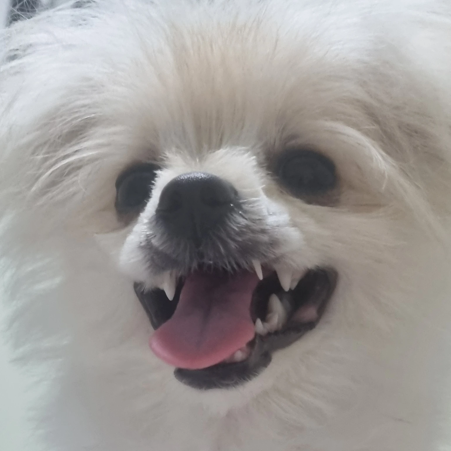류