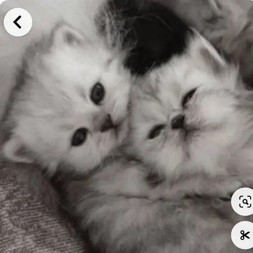 OrnateShot2463의 아기 고양이