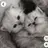 아기 고양이