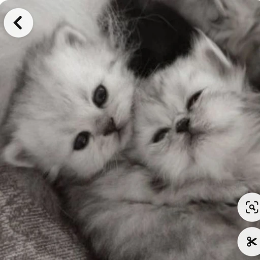 아기 고양이