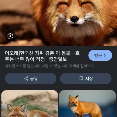 Profile image of 여우