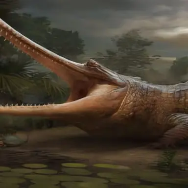 Profile image of 토라코사우루스