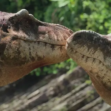 Profile image of 티라노사우루스