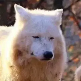 Profile image of 늑대