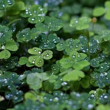 Profile image of 로보 프로스터