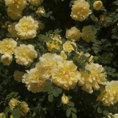 Profile image of 니노 선데이