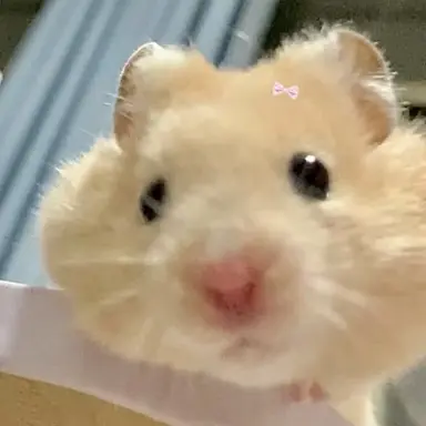 Profile image of 햄쮜
