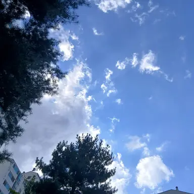 Profile image of 공룡