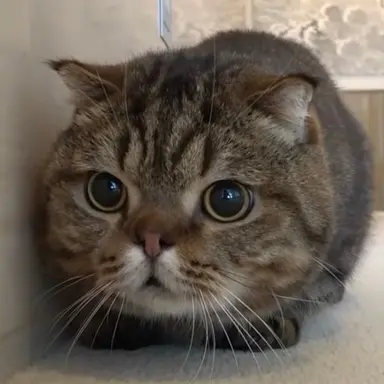 Profile image of 루루