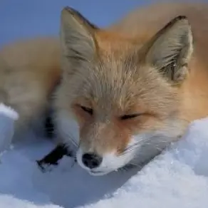 Profile image of Fox