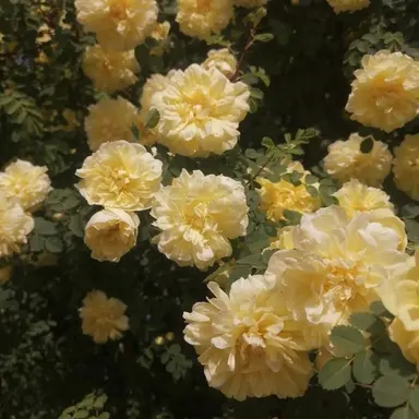 Profile image of 나루미 겐