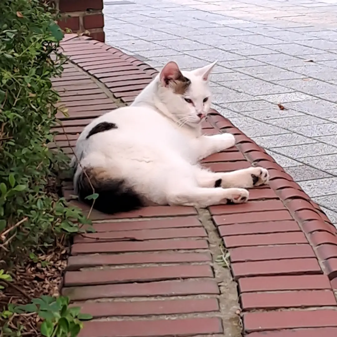 Jzks의 냥이