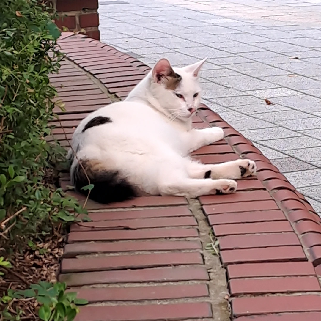 냥이