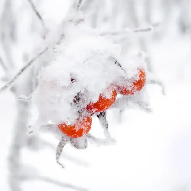 FleshyDial9982의 트와이스 매니저 하기