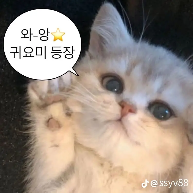 SquarePipe0993의 차우민