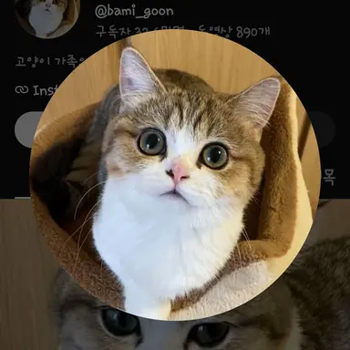 Profile image of 고양이