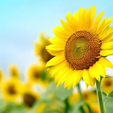 Profile image of ソ連