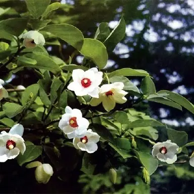 Profile image of 北朝鮮