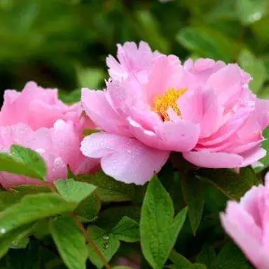 Profile image of 中国