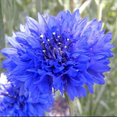 Profile image of ナチス