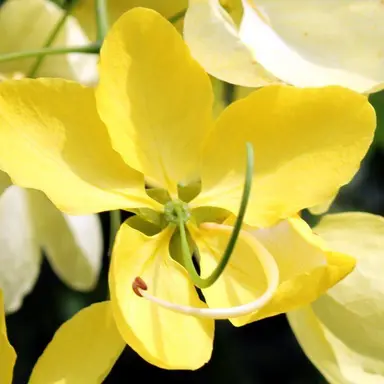 Profile image of タイ