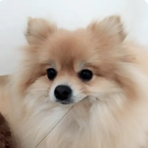 WhiteFeast2751의 강아지
