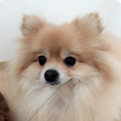 강아지
