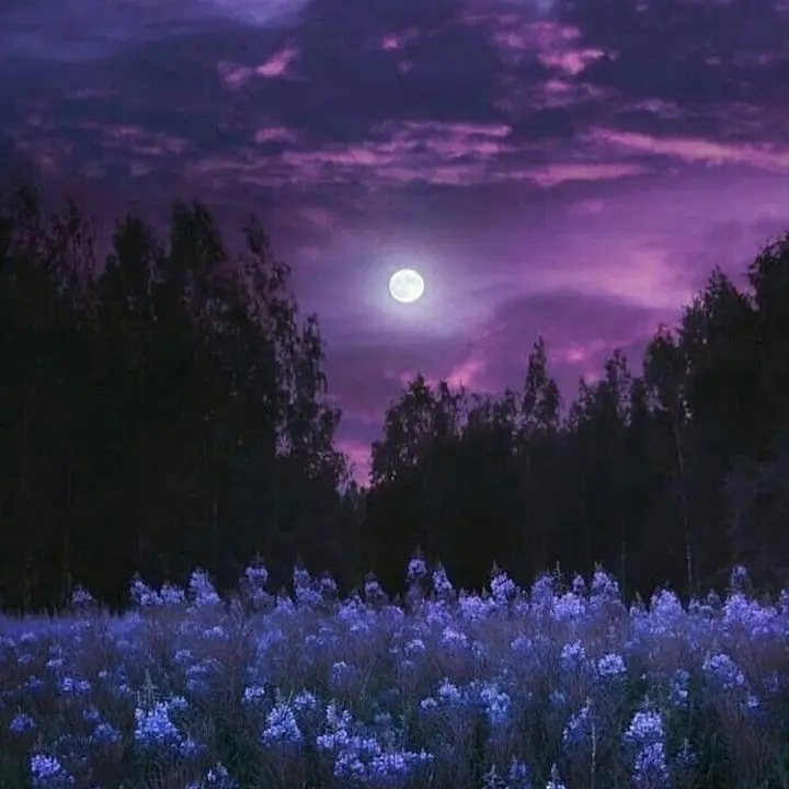 Leila_107의 오토 레이니